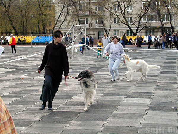 Выставка собак в районе Савеловского