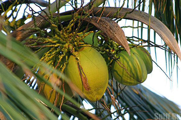 Бананы кокосы